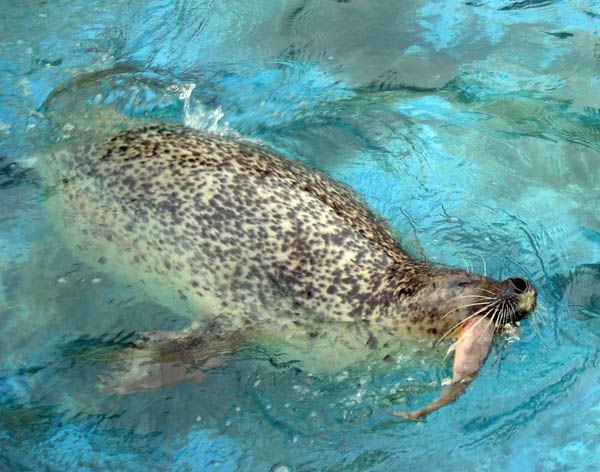 ランチタイム【鶴岡市　加茂水族館】