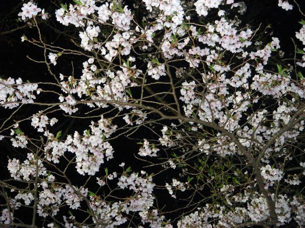 桜　【柴田町　船岡城址公園】