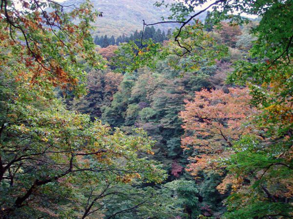 大地の息吹と自然を満喫【秋田県湯沢市皆瀬　小安峡】