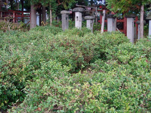 隠れた茶の産地・・・　【上山市　栗川稲荷神社】