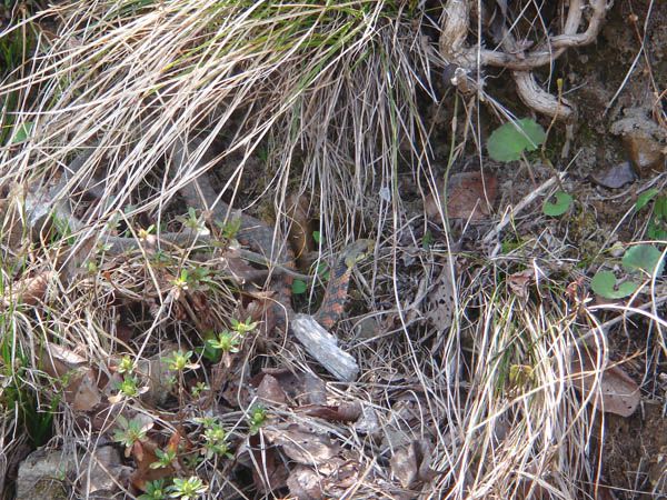 桜と陽気につられ…でも彼には気をつけて！！　【上山市　久保手公園】