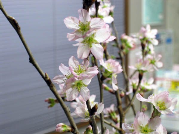 春を先取り！【山形産　啓翁桜】