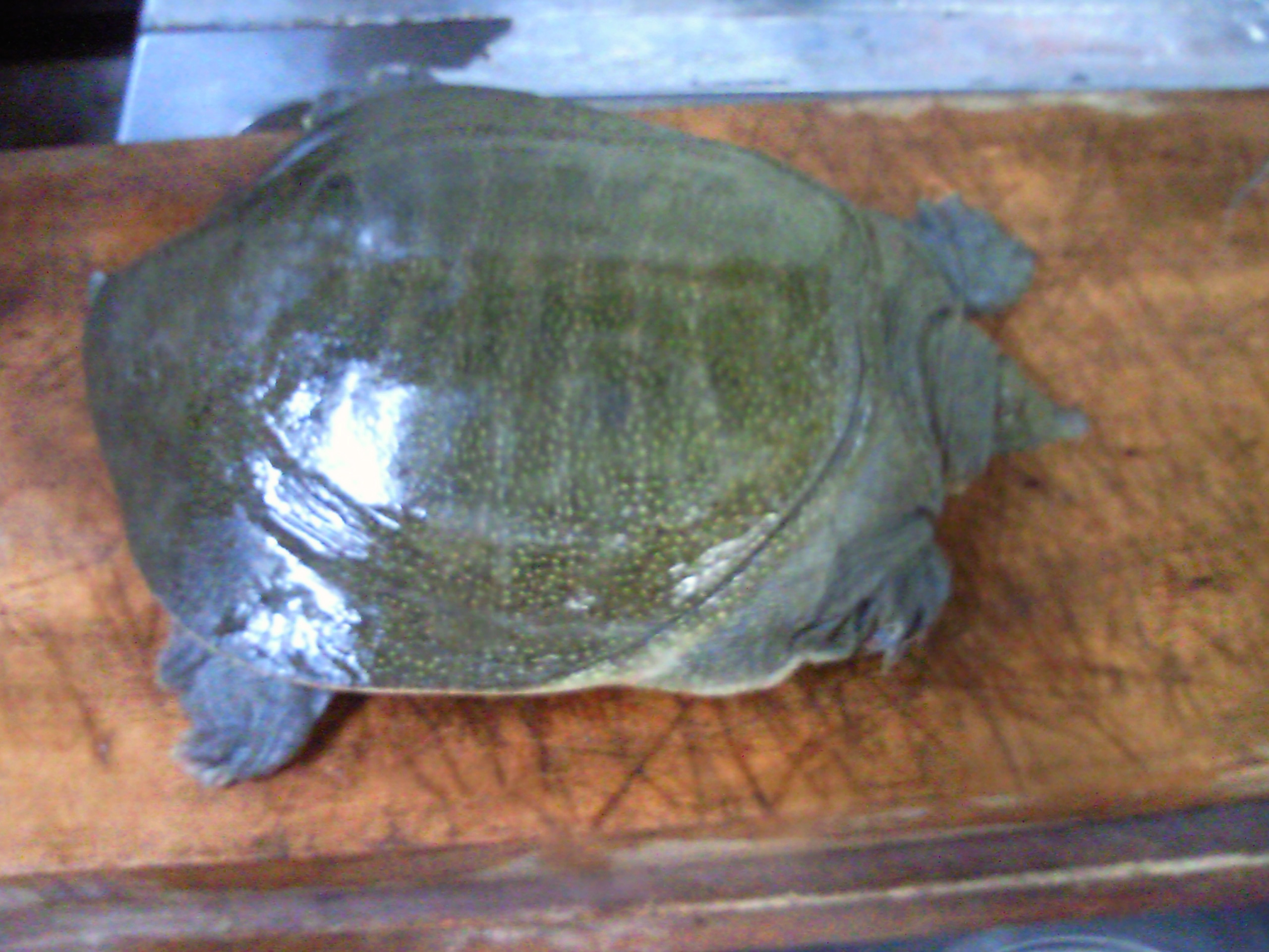 ★味よし「やっぱり!人気のすっぽんです!!」