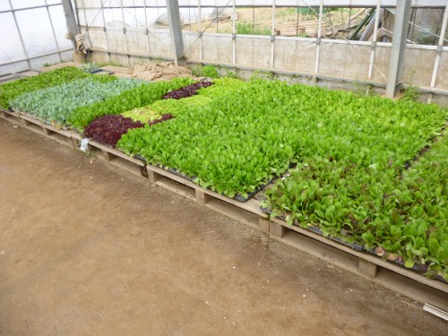 ★味よし「研修に行って来ました!(その2)」