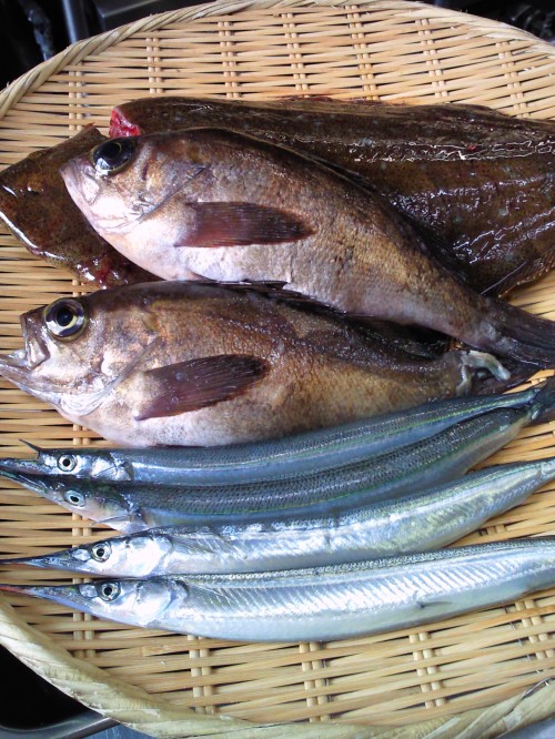 ★味よし「本日のオススメお造りです!!」