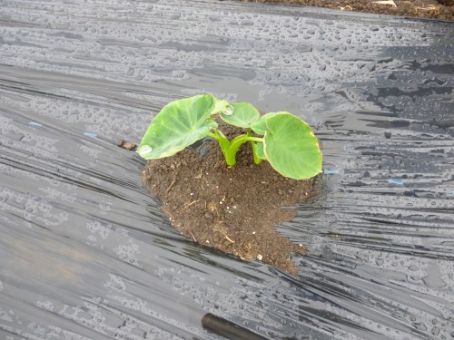 ★いろんな苗がありました!