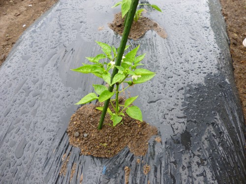 ★味よし「いろんな苗がありました!!」