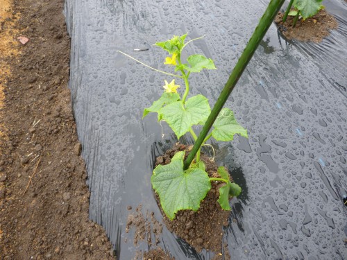 ★こちらはきゅうり!