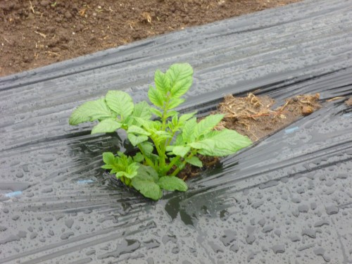 ★こちらはじゃがいもです!!