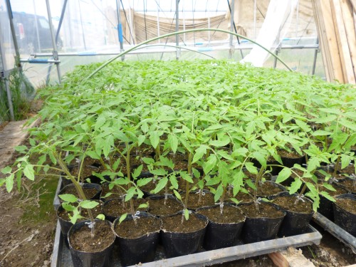 ★味よし「トマトも大きくなってきました!」