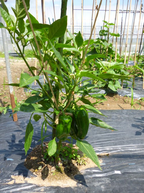 ★ピーマンで~す!