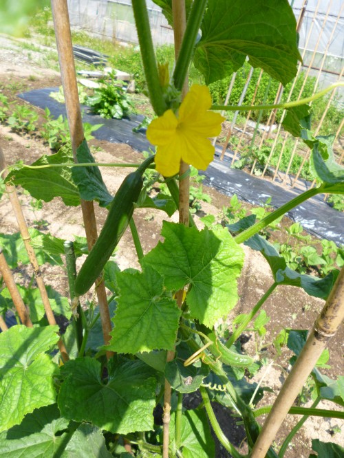 ★みずみずし~い!きゅうり!!