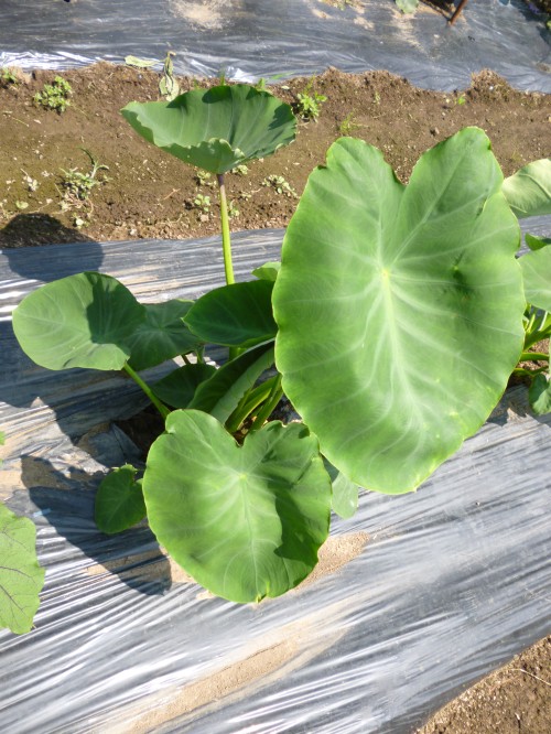 ★さといもです!!