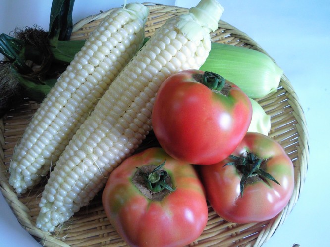 ★味よし「夏野菜!!収穫バンザ~イ!!」
