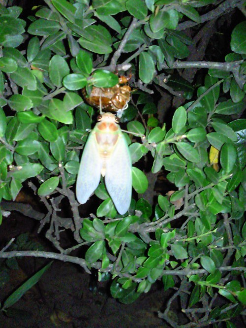 ★昆虫も、大変です・・・