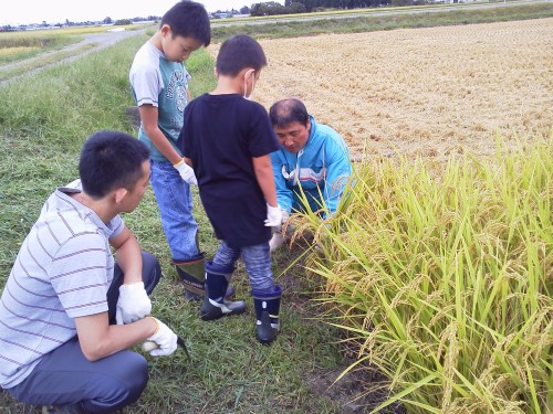 ★味よし「実りの秋!!稲刈りにお邪魔しました!!」