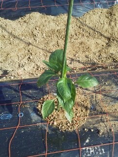 ★グングン育て♪