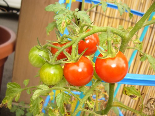 ★味よし「夏休み真っ只中ですね~・・・!」