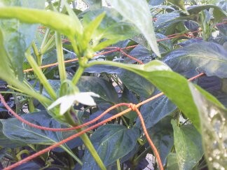 ★ピーマンの花・・・五角形!!