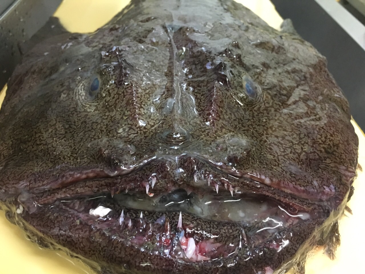 ★味よし「鮟鱇(あんこう)って、こんな顔です!!」