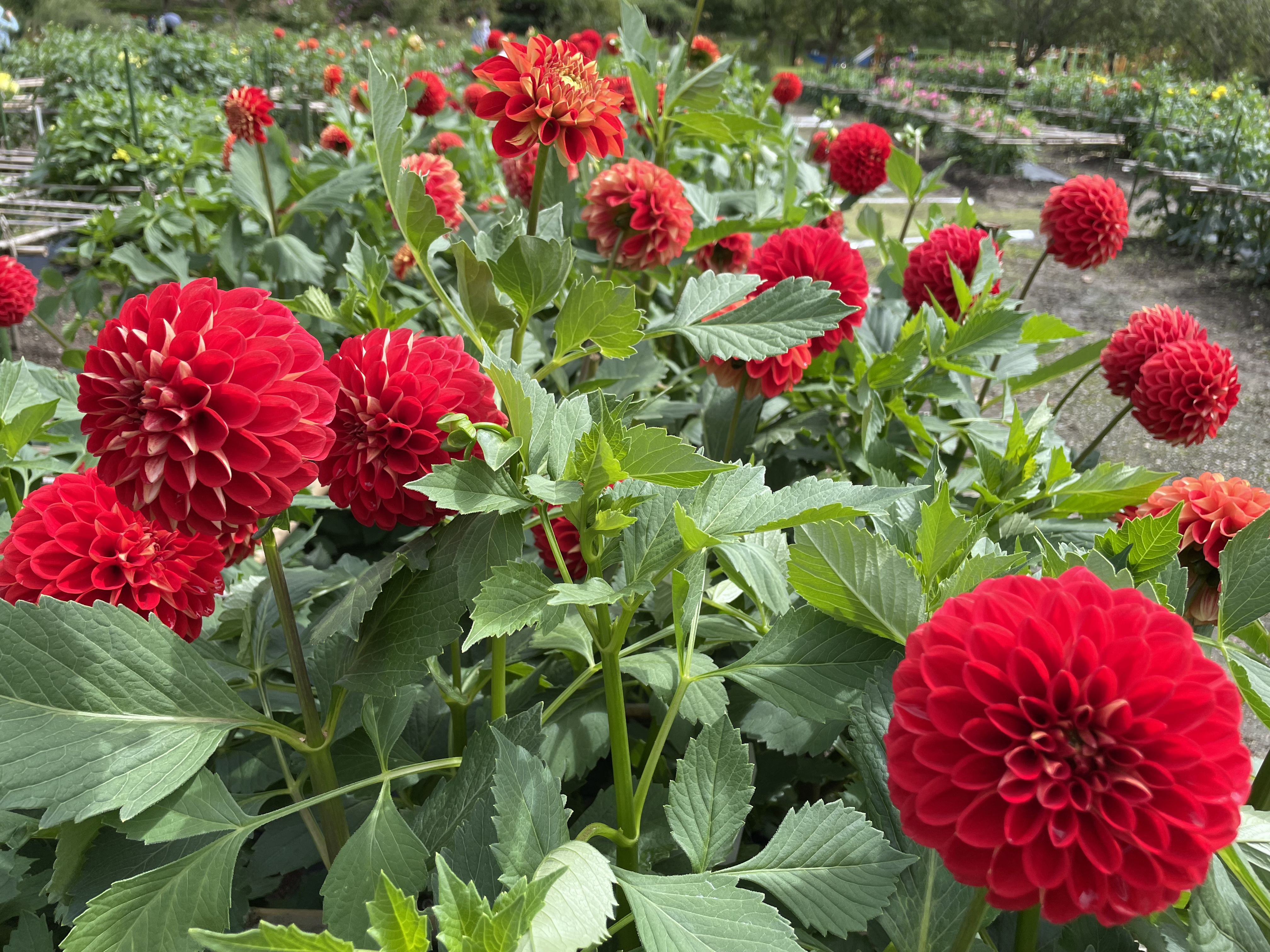 ★味よし「もうすぐ、見頃です♡川西ダリヤ園♬」