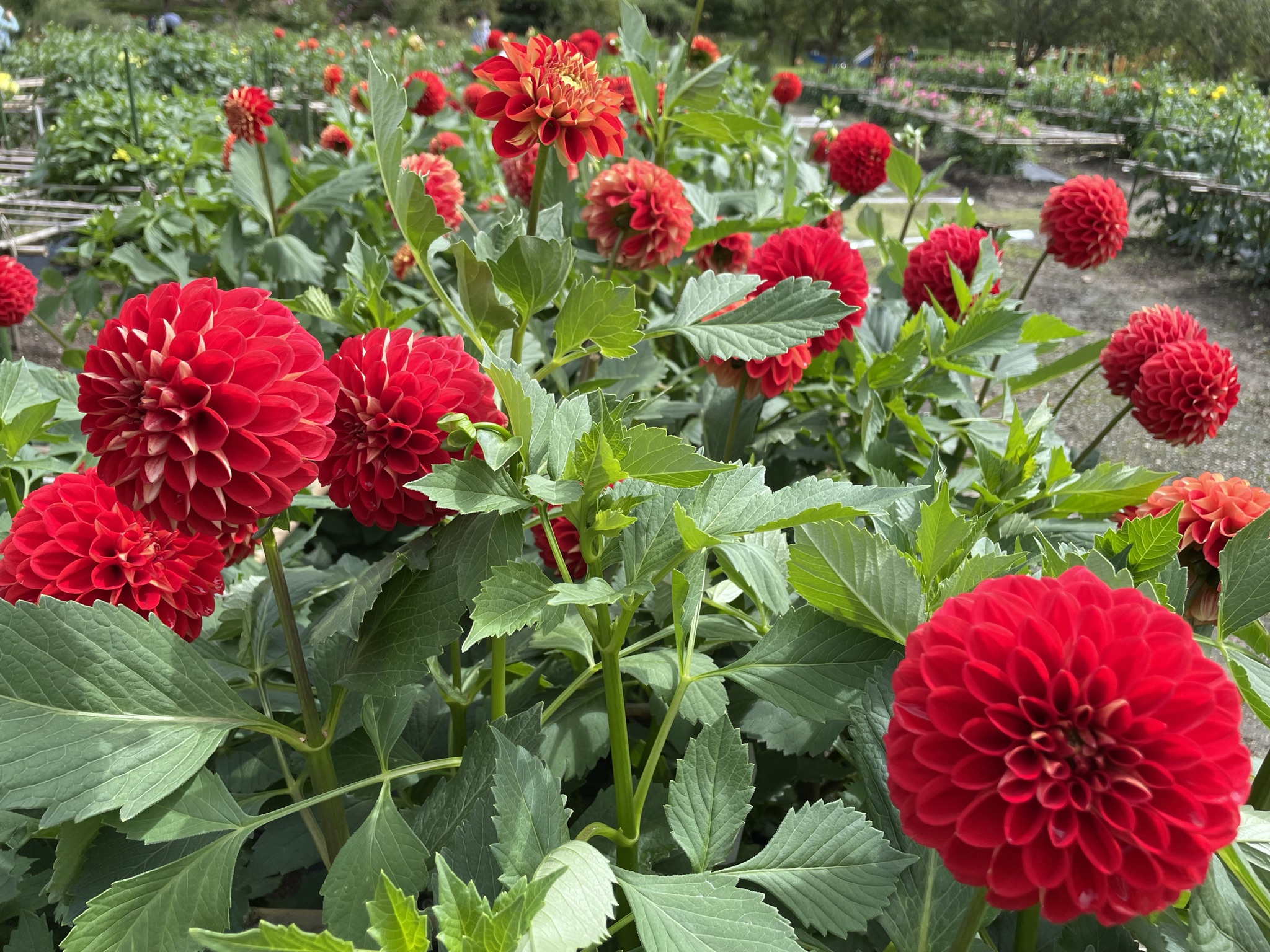 ★味よし「心より、お見舞い申し上げます」