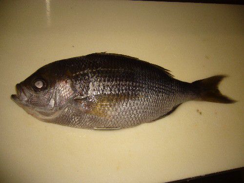 ☆味よし「この魚は青鯛（あおだい）です！」