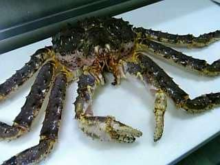 ☆味よし「生きてる！蟹づくしはいかが？」