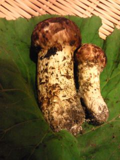 ★味よし「地ものの松茸です」