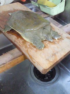 ★味よし「夏の鼈（すっぽん）は、いかがですか？