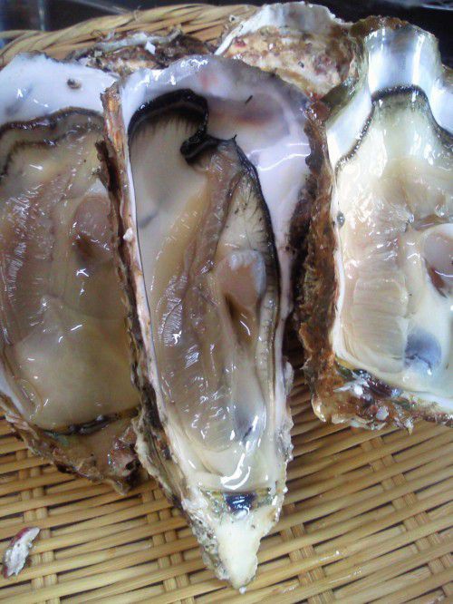 ★味よし「三陸産！プリプリの牡蠣（かき）です！」