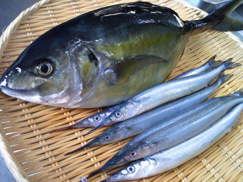 ★味よし「築地直送、縞鯵（しまあじ）細魚（さより）です！」