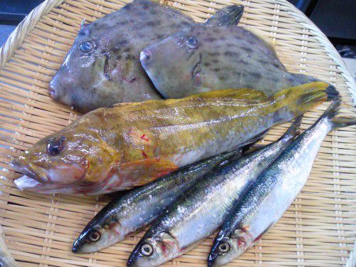 ★味よし「本日の築地直送！！自慢の鮮魚です！！」