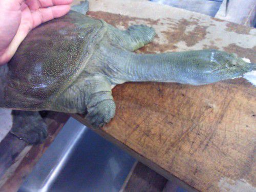 ★味よし「このすっぽん、元気過ぎ！！ギャ～！！」