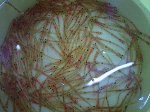 ★味よし「春の旬・・・白魚（しろうお）ですよ～！」