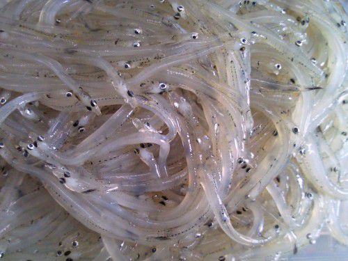 ★味よし「春の旬・・・白魚（しらうお）です！！」