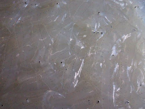 ★味よし「のれそれって・・・ご存知ですか？？」