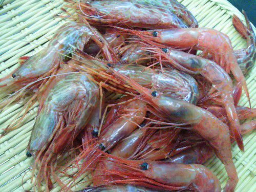 ★味よし「プリップリのしま海老と甘海老ですよ～！！」