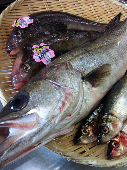 ★味よし「自慢の白身魚！！イイの入りましたよ！！」