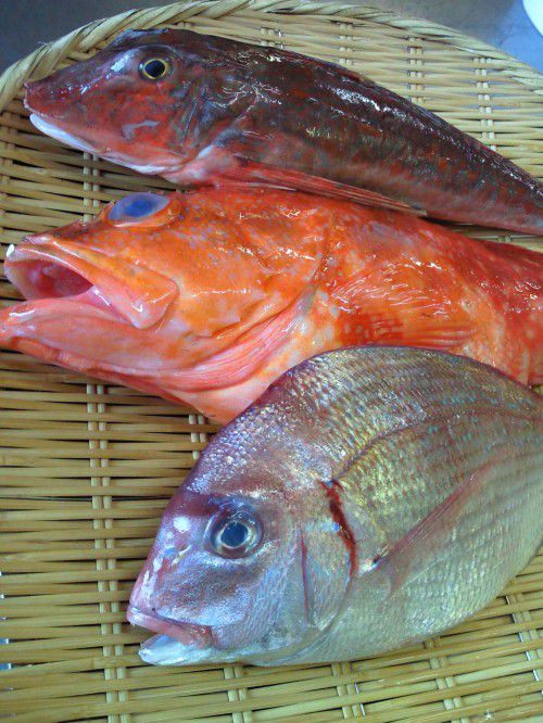 ★味よし「本日も入荷！！築地直送です！！」