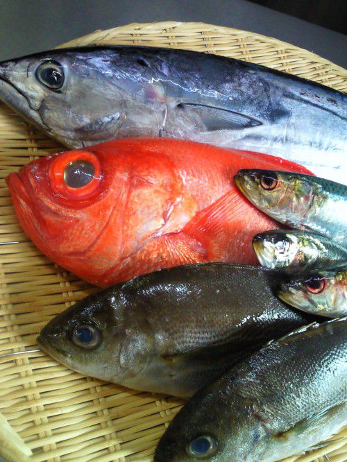 ★味よし「本日のオススメは鰹（かつお）です！！」