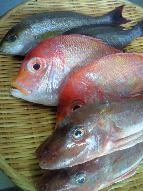 ★味よし「本日の鮮魚です！！」