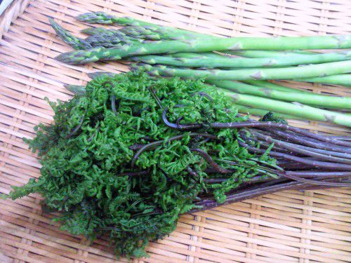 ★味よし「旬の山菜に野菜です！！」