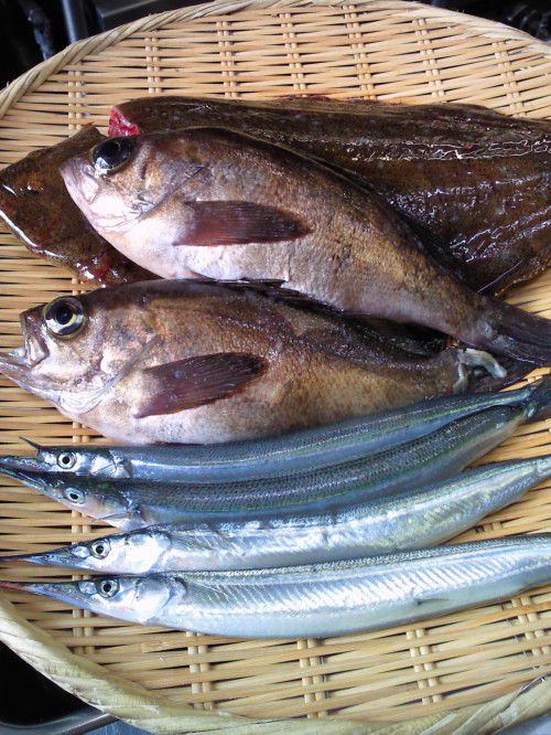 ★味よし「本日のオススメお造りです！！」