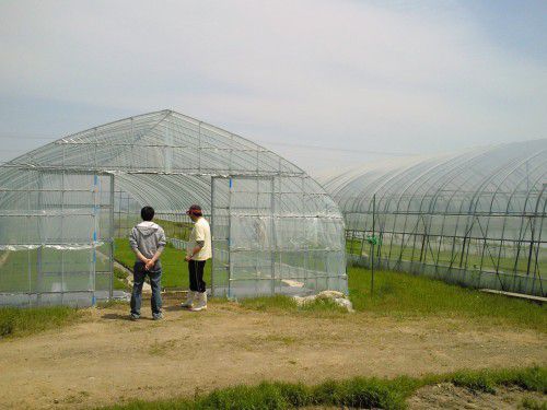 ★味よし「ハウスを見せていただきました！！」