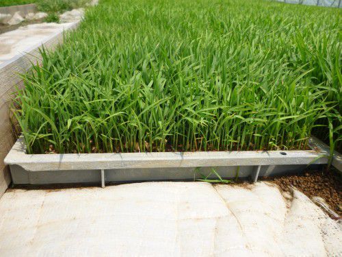 ★味よし「間近で見ても・・・難しいです・・・！」