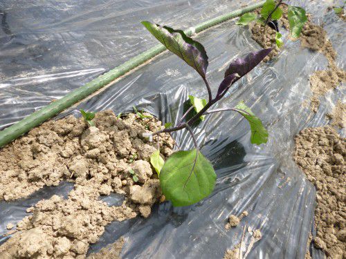 ★味よし「いろんな苗を見せていただきました！！」