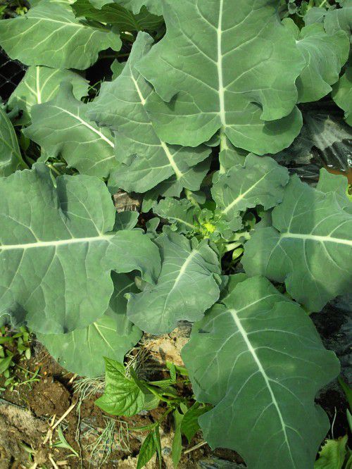 ★味よし「いろんな苗を見せていただきました！その２」