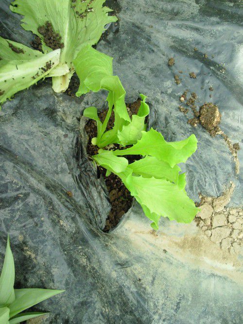 ★味よし「大きく育っていましたよ～！！」レタスの巻き