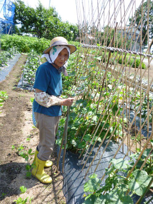 ★味よし「夏野菜、食べごろですね！！その２」